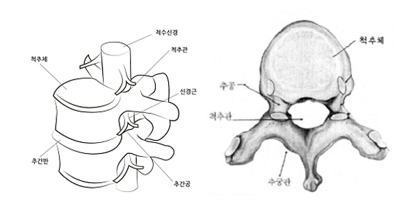 Spinal Stenosis